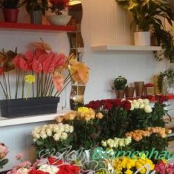 straeusse04