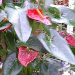 straeusse02